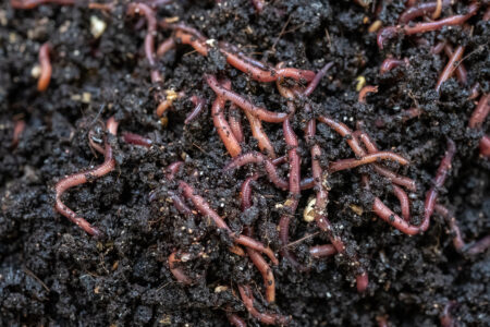 Vermicomposting for Beginners Image